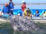 Puerto Chale registra más de 25 avistamientos de ballena gris
