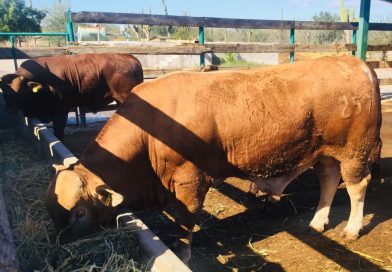 Destinan 207 millones de pesos para transformar la actividad ganadera en BCS