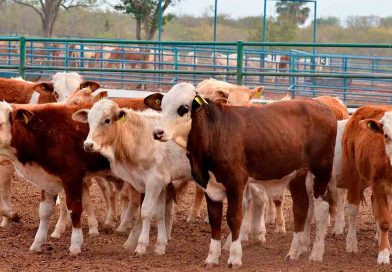 Impulsa Sepada acciones para fortalecer al sector primario en Los Cabos