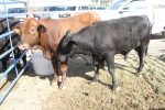 Inicia en Loreto nueva etapa de pruebas contra la tuberculosis bovina para proteger el estatus sanitario de BCS