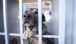 Invita Ayuntamiento a la segunda Feria de Adopciones caninas