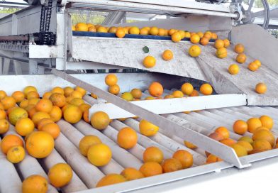 Produce BCS más de 59 mil toneladas de naranja anualmente