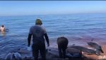 Encuentran 30 delfines varados en la playa El Califín