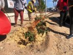 Aplica Servicios Públicos 600 kilos de mulch en la BENU