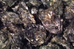 Suspende Coepris  extracción de moluscos bivalvos en Puerto Adolfo López Mateos