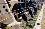 Gobierno de BCS y ganaderos trabajan en la conservación de sanidad animal