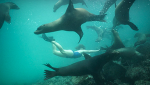 El nado con lobos marinos no está permitido hasta el 31 de agosto