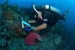 Desde hace 26 años la UABCS colabora en Programa de Monitoreo de Arrecifes