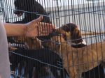 Invita Ayuntamiento de La Paz a la Feria de Adopción Canina