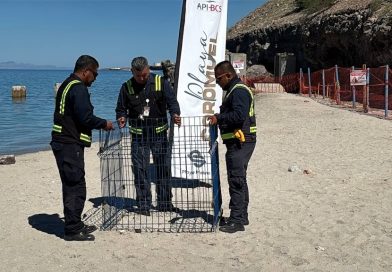 Playa El Coromuel, ejemplo de protección de la tortuga golfina en BCS
