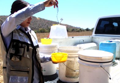 Refuerzan acciones para mantener zona libre de mosca de la fruta