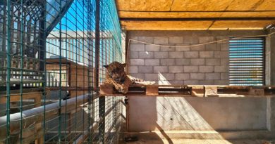 Asegura Profepa jaguar, león y ciervos en domicilio particular de Los Cabos