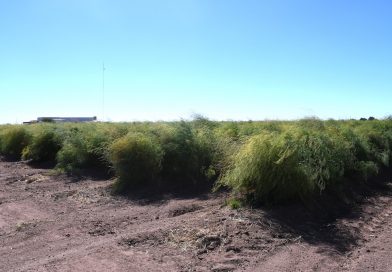 Mantiene BCS el segundo lugar nacional en producción de espárrago y genera 20 mil empleos