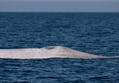 Avistan en Loreto una ballena azul albina