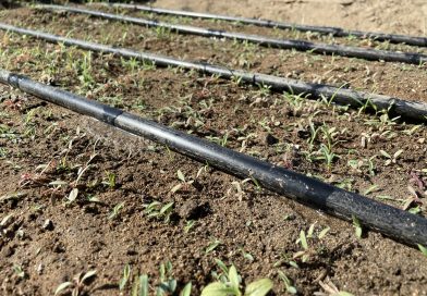 Implementa SEPADA estrategias para el uso eficiente del agua en la agricultura