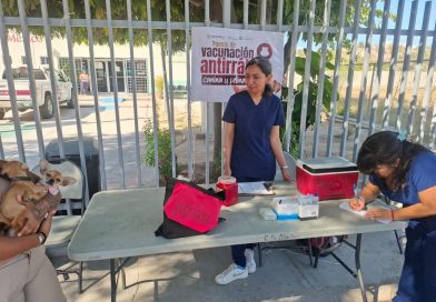 Apoyan estudiantes de la UABCS en la Campaña Nacional de Vacunación Antirrábica