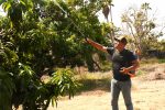 Refuerzan en BCS campaña contra la mosca de la fruta con inversión de 2 mdp