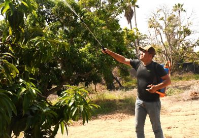 Refuerzan en BCS campaña contra la mosca de la fruta con inversión de 2 mdp