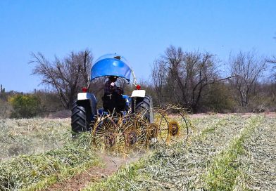Proyecta Vivero del Valle de Santo Domingo 3 mil 500 pacas de forraje en 2026