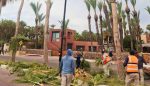 Realiza ZOFEMAT trabajos de mantenimiento en palmeras del malecón de Loreto