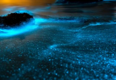 Bioluminiscencia, el fascinante fenómeno que ilumina las costas de Baja California Sur