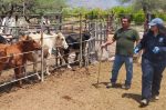 Inicia en Loreto barrido sanitario para detectar tuberculosis bovina