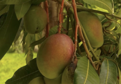 SEPADA respaldará a productores de Santiago ante afectaciones en la cosecha de mango