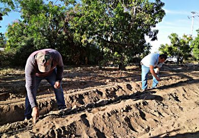Sector agrícola de Baja California Sur genera producción por 15 mil millones de pesos