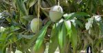 Invierte Gobierno Estatal 240 mdp en sanidad acuícola, animal, pesquera y vegetal