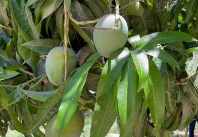 Invierte Gobierno Estatal 240 mdp en sanidad acuícola, animal, pesquera y vegetal