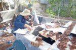 Salud mantiene acciones de vigilancia y control del dengue en BCS