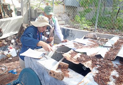 Salud mantiene acciones de vigilancia y control del dengue en BCS