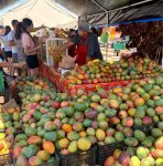Gobierno Municipal de La Paz invita a celebrar el XVII Festival del Mango en Todos Santos