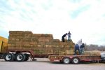 Respalda ayuntamiento de Loreto a ganaderos con traslado de alfalfa y anuncian barrido sanitario