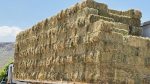 Beneficia SEPADA a productores de Comondú con 600 pacas de sorgo forrajero