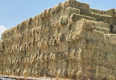 Beneficia SEPADA a productores de Comondú con 600 pacas de sorgo forrajero