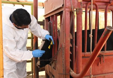 Presenta SEPADA plan preventivo contra el Gusano Barrenador en BCS