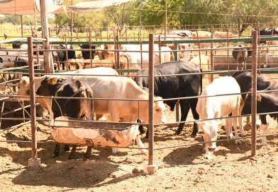 Refuerza BCS medidas sanitarias ante alerta por Gusano Barrenador