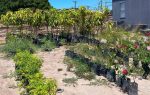 Impulsa ayuntamiento de Loreto campaña de intercambio de plástico por árboles frutales y de sombra