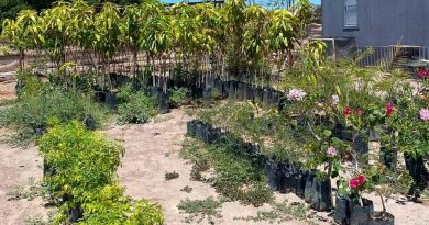 Impulsa ayuntamiento de Loreto campaña de intercambio de plástico por árboles frutales y de sombra