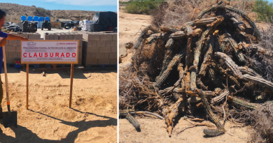 Clausuran desmonte ilegal de 15 hectáreas en Bahía Asunción