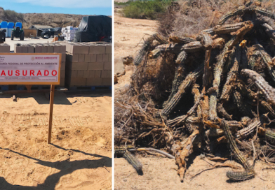 Clausuran desmonte ilegal de 15 hectáreas en Bahía Asunción