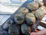 Inicia veda del abulón en Baja California Sur; mantienen restricciones para langosta y almeja chocolata