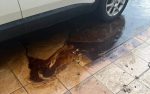 Atiende Ayuntamiento de La Paz presencia de  presunto combustible en la colonia Guaycura