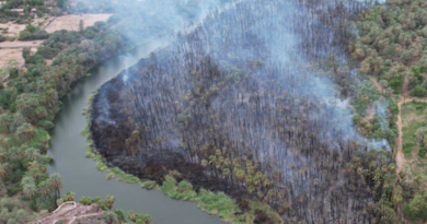 En medio de la contingencia por el huracán, se incendia palmar de Heroica Mulegé