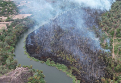 En medio de la contingencia por el huracán, se incendia palmar de Heroica Mulegé