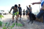 XI Ayuntamiento de Loreto avanza en su estrategia de reforestación gestionando casi 5 mil arboles