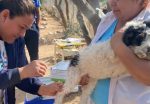 Ayuntamiento de Loreto invita a cuidar a perros y gatos contra la rabia