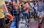 Marlín de 491 libras conquista 1.9 millones de dólares en el arranque del Bisbee’s Black & Blue 2026