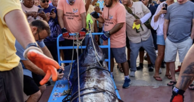 Marlín de 491 libras conquista 1.9 millones de dólares en el arranque del Bisbee’s Black & Blue 2026